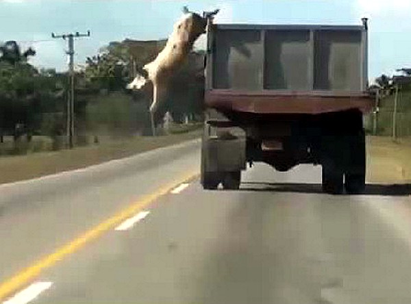 Il maiale in fuga si getta dal camion