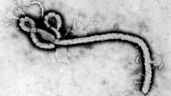 Virus Ebola il solito terrore speculativo?