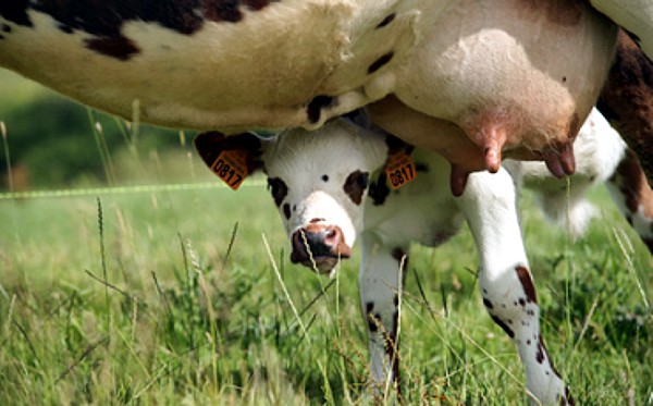 La mucca non patisce la mungitura … “eccetto” il vitello!