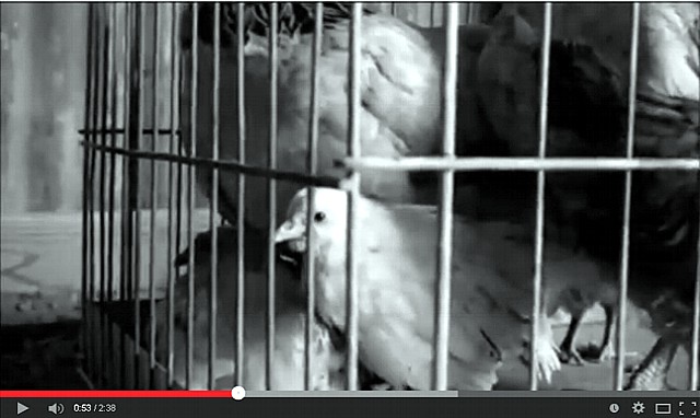 La detenzione degli animali video da vedere
