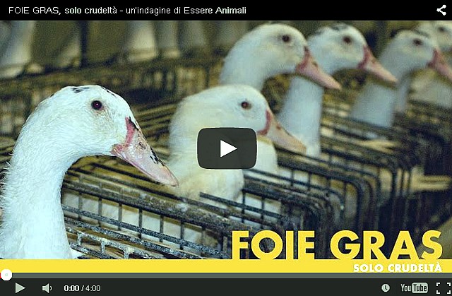 Alimentazione forzata per il foie gras