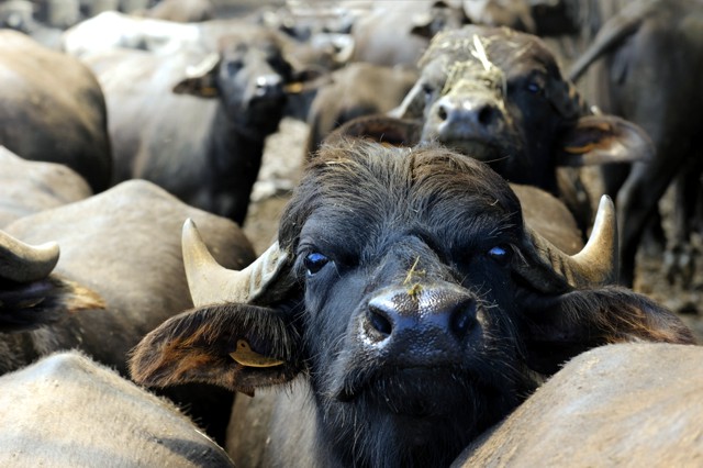 Allevamento di bufale a Salerno sotto sequestro