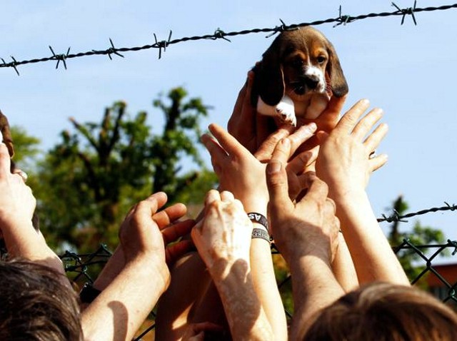 Furto, rapina e lesioni, liberarono 69 beagles condannati!