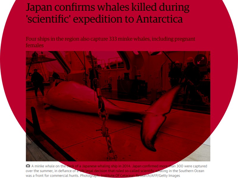 Il Giappone continua a versare il sangue delle balene