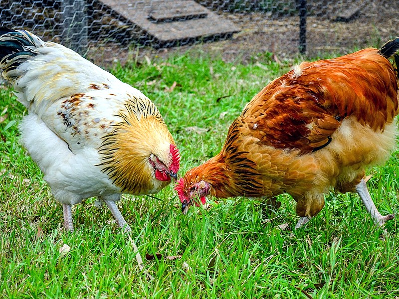Il pollo per i polli arriverà dall’Ucraina, nei pressi di Černobyl’