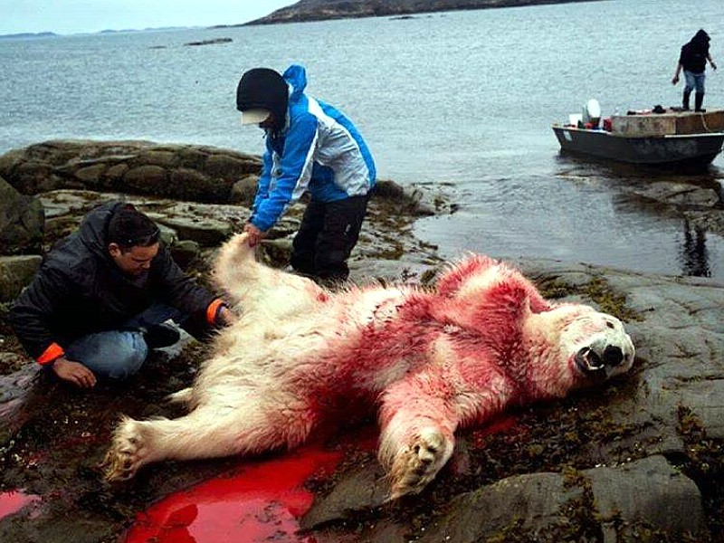 Greenpeace supporta il massacro degli orsi polari?!