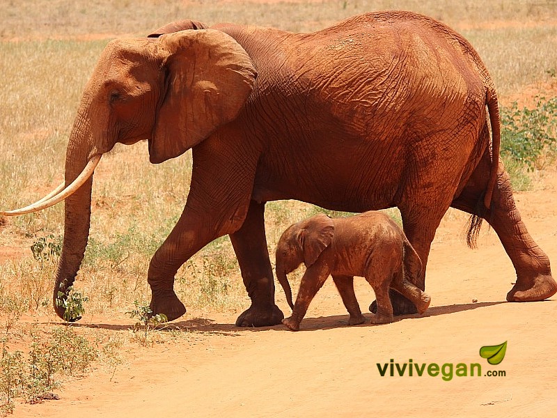 Un elefante ammazzato ogni 15 minuti, quanti stronzi comprano avorio?!