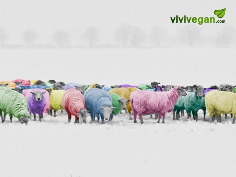 Benetton: con 1,5 miliardi di fatturato quante pecore devono tosare?