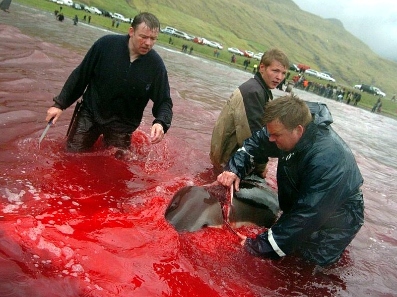 Isole Faroe: terminato il primo massacro annuale delle balene pilota!