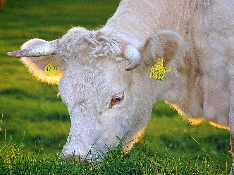 Trentino: il protagonista dell’estate 2016 sarà il latte … il vitello non conta!