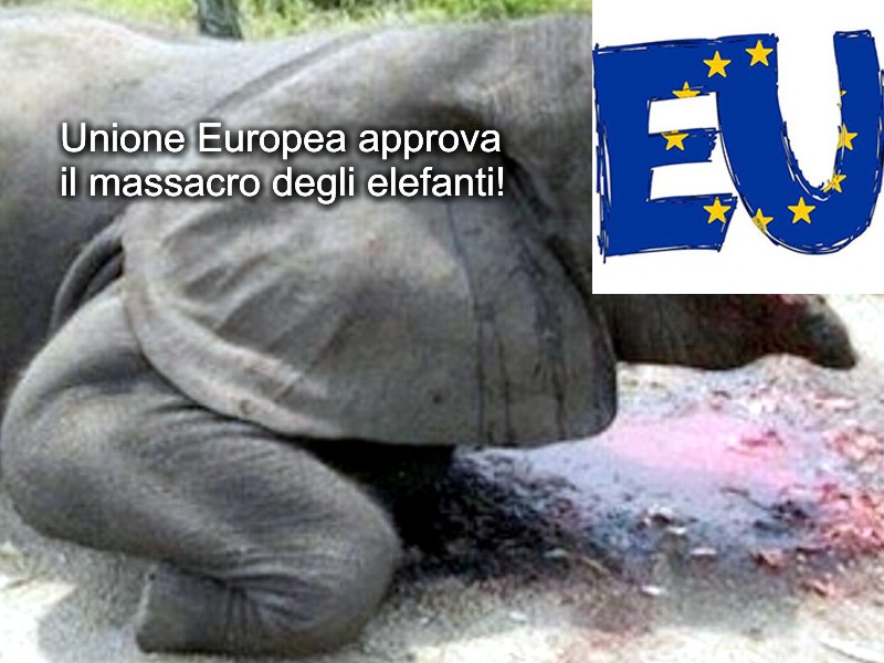 Massacro degli elefanti, l’Unione Europea approva!