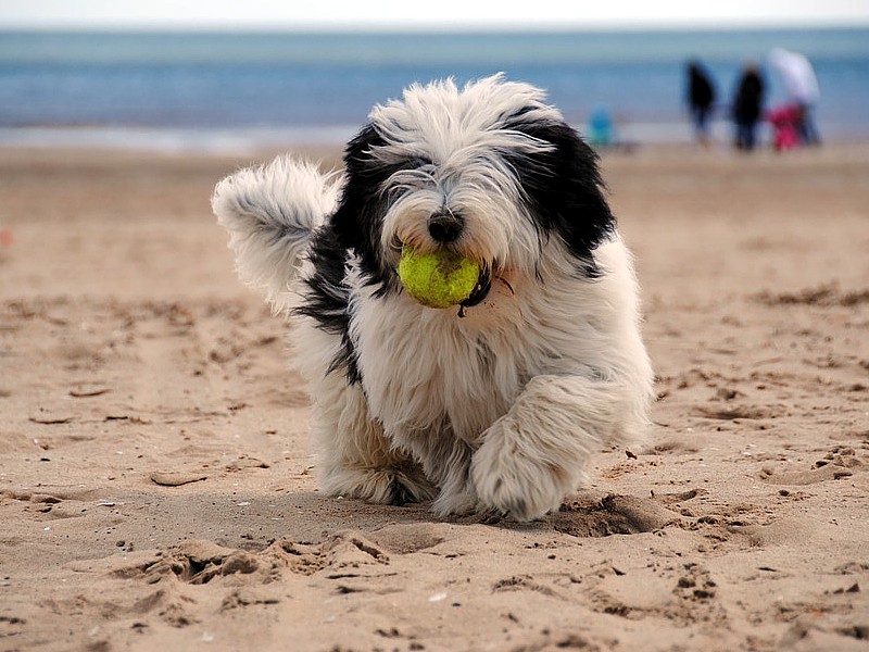 Spiagge per cani, dove andare in vacanza con fido