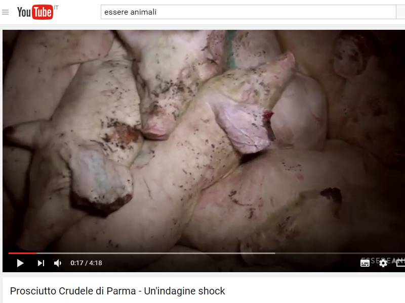 🐷 Le atrocità dop negli allevamenti del prosciutto di Parma