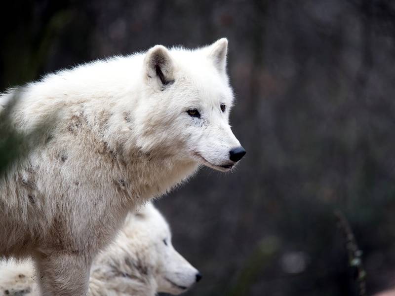🐺 Attenti al lupo, il Governo vuole abbattere quello di montagna