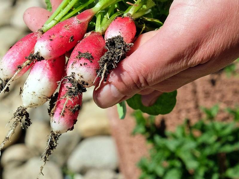 🌱 La salute coltivala biologica nel tuo giardino