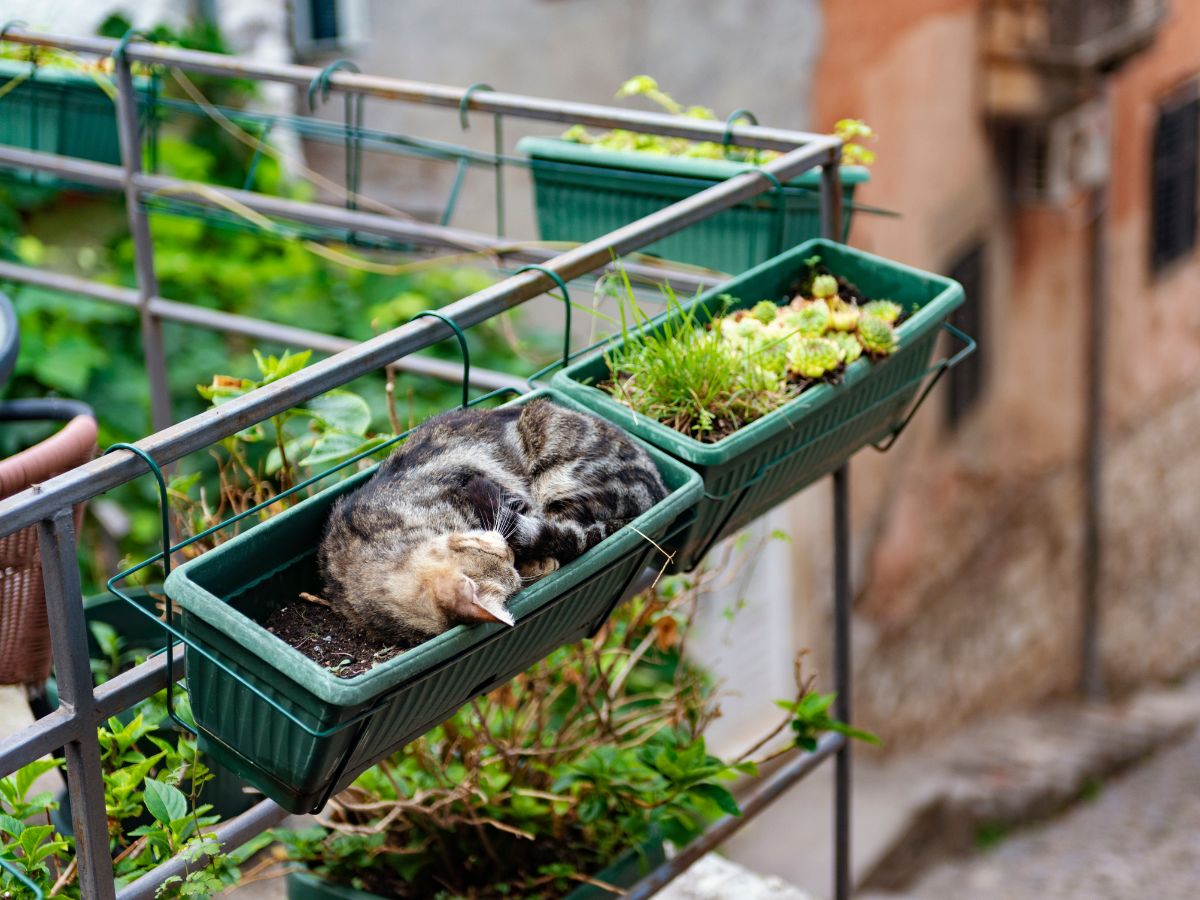 I gatti di Kotor, la città dei felini del Montenegro